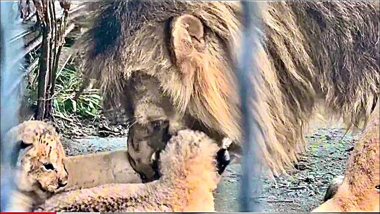 Огромный лев из золотого прайда так нежно относится к маленьким львятам ❤️ смотреть онлайн