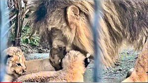 Огромный лев из золотого прайда так нежно относится к маленьким львятам ❤️