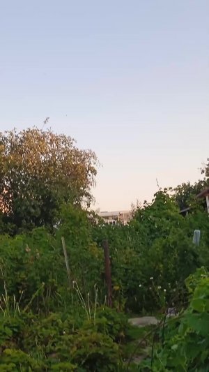 он же