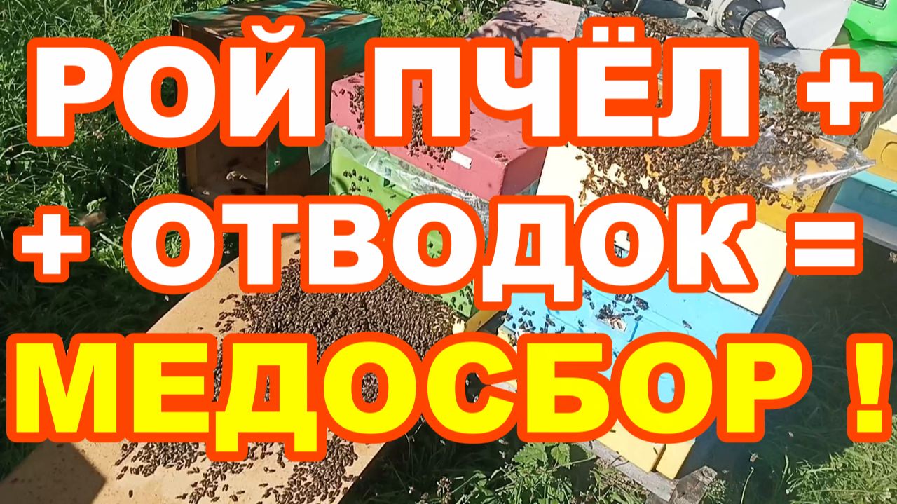 ОБЪЕДИНЯЕМ РОЙ ПЧЁЛ с Отводком на МЕДОСБОР через 
