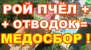 ОБЪЕДИНЯЕМ РОЙ ПЧЁЛ с Отводком на МЕДОСБОР через «АЭРОДРОМ» и обрабатываем от КЛЕЩА !
