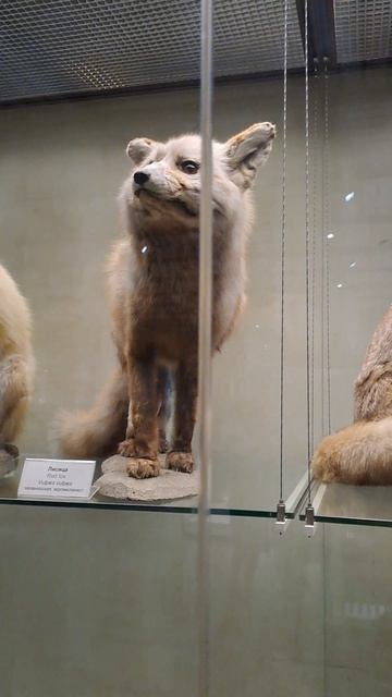 Лисицы