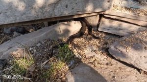 Гадюка в Алтайском заповеднике