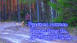 Русская гончая Аргон 1год 1м. вл Шатров В. А.#охота #топ #hunting