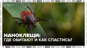 Более 9 тысяч москвичей пострадали от укусов наноклещей с начала года - Москва 24