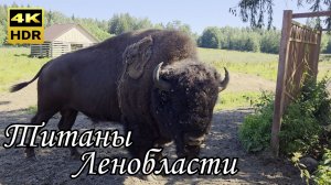 Зубровник