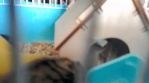 ALEXA W. Мой хомяк Шустрик 🐹 2