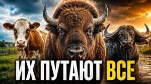 КОРОВА, БУЙВОЛ, БИЗОН И ЗУБР — КТО ЕСТЬ КТО