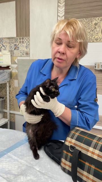 Цаца: чёрненькая пушистая кошечка борется за лапку 🥺🐱❤️