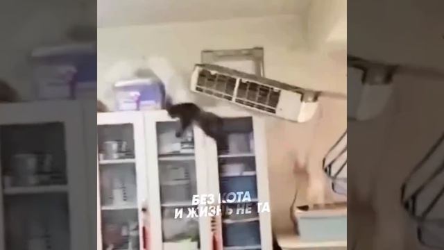 Без кота и жизнь не та😁