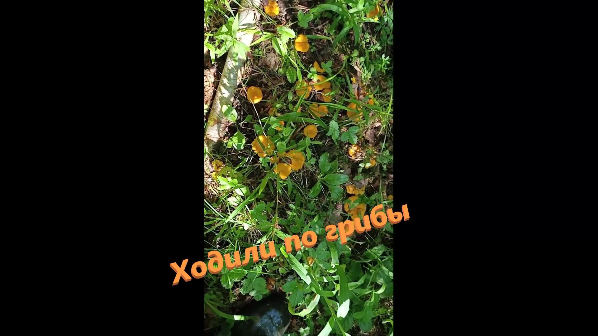 Сходили по грибы с Вулканчиком смотреть онлайн