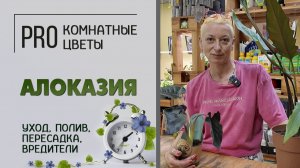 Алоказия: уход, полив, пересадка, вредители, грунт. Как ухаживать за алоказией. Про растение.