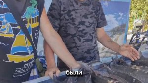 Уловы суточников