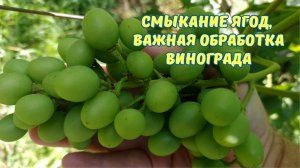 Обработка винограда перед смыканием ягод: защита будущего урожая 🍇 Сергей Дачник