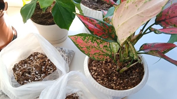 Грунт для ароидных🥰Растения скажут "спасибо" + моя новиночка🌿 смотреть онлайн