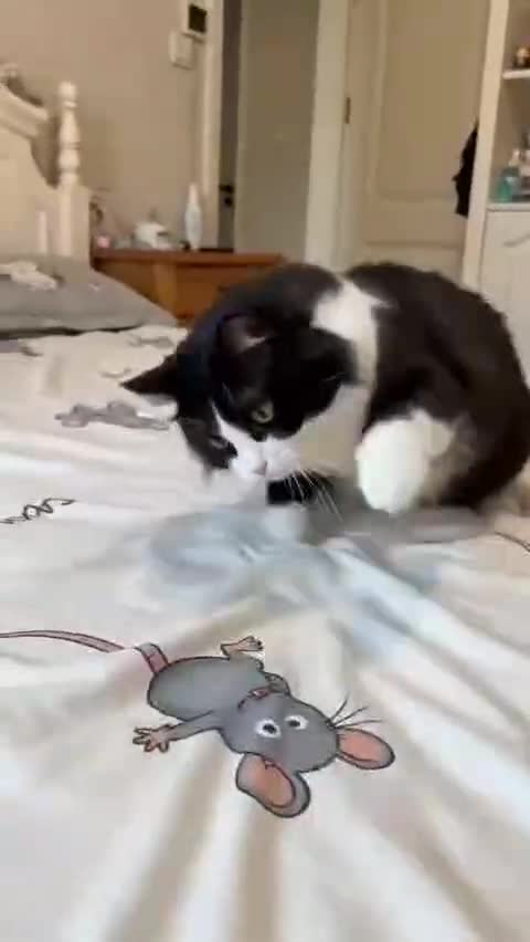 Мышкам здесь нe рaды