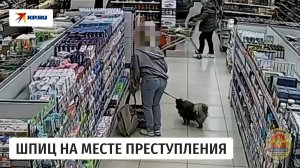 Со шпицем на дело: обокрала магазин ради собаки