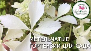 МЕТЕЛЬЧАТЫЕ ГОРТЕНЗИИ