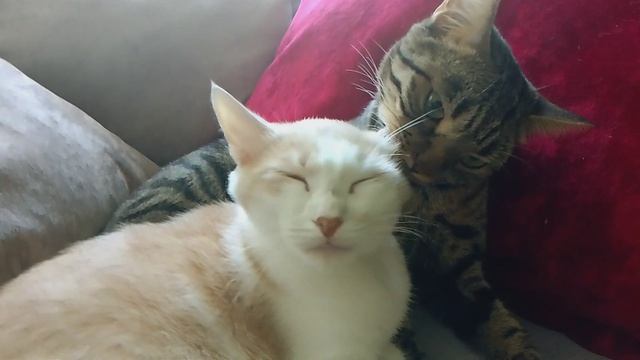 Мяу, заботливые любимки🐈🐈🐈!!! смотреть онлайн