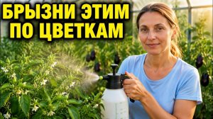 ГЛАВНАЯ ИЮЛЬСКАЯ ПОДКОРМКА ПЕРЦА И БАКЛАЖАНА! БЕЗ НЕЁ ЗАВЯЗЬ ОСЫПЛЕТСЯ ВСЯ