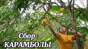 Сбор звёздного фрукта КАРАМБОЛЫ и жизнь в деревне: спокойный день