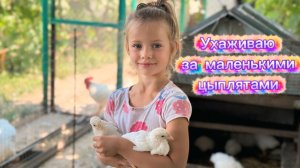 Как я ухаживаю за маленькими цыплятами! Забота и любовь