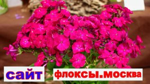 ВЫСТАВКА ФЛОКСОВ В МОСКВЕ в аптекарском огороде 2 серия.
