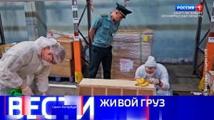Вести Санкт-Петербург. Выпуск 08.00 от 19.07.2026