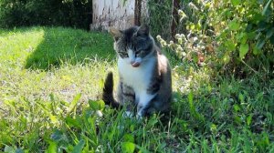 Странные 🤔 эти любители животных   🐈⬛🐈🦮19-07-2026