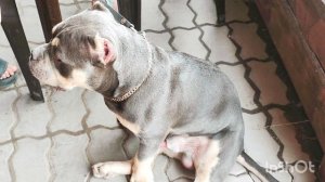 Знакомтесь ,забавный, милый американский Булли Веня🐶❤!
