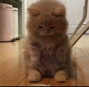 котик