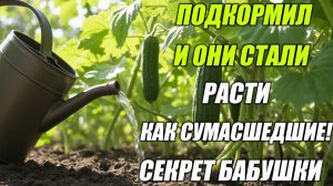 ЧЕМ ПОДКОРМИТЬ ОГУРЦЫ В ИЮЛЕ — ЧТОБЫ ПЛОДОНОСИЛИ ДО ОСЕНИ!
