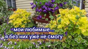 Цветы ,которые украсят... Любимые колеусы.