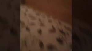 Утро с реборном