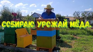 День, когда мёд готовится к переезду: собираю рамки