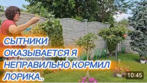 САМВЕЛ АДАМЯН, СЫТНИКИ, ОКАЗЫВАЕТСЯ Я НЕПРАВИЛЬНО КОРМИЛ ЛОРИКА.