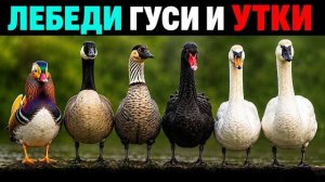 ЛЕБЕДИ, ГУСИ И УТКИ — 6 УДИВИТЕЛЬНЫХ ВОДОПЛАВАЮЩИХ ПТИЦ