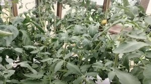18 июля # утята подрастают# зреют помидоры # варенье из вишни#цветы.
