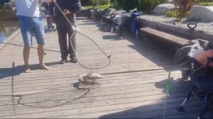 поимка осетра на пирсе администрации