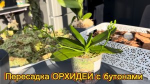 Пересадка ОрХиДеИ с плохими корнями✅ Делаю более воздушную посадку #орхидеи