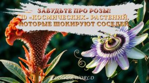 Забудьте про розы! 10 «космических» растений, которые шокируют соседей