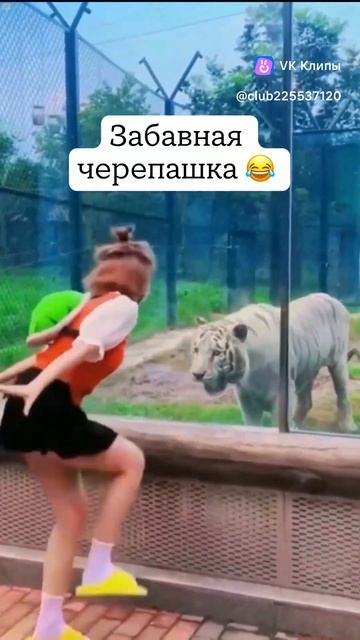 vkclips_20260606043822