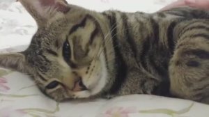 [Hazel The Cat] - Когда ты увидишь это видео, случится что-то хорошее.