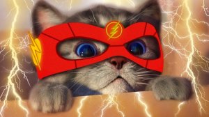МОЙ МИЛЫЙ МАЛЕНЬКИЙ КОТЕНОК ПР