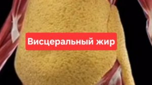 Висцеральный жир что это и как от него избавиться.