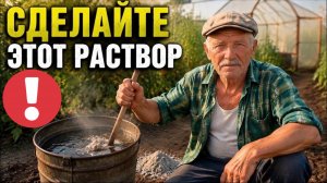 Зола НЕ РАБОТАЕТ в июле! 1 ошибка дачников, из-за которой помидоры растут кислыми и водянистыми
