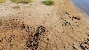 Давно не ходил к реке и вот что там я увидел. 19.07.26