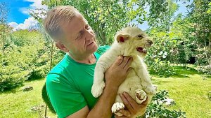 Вот это да! Львятам еще нет и месяца, а они уже организовали охоту на павлинов❤️