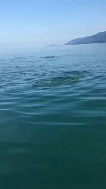 Я так хочу туда, где нас будет трое: Я, ты и море 🐬🌊
#море  #сочи  #дельфины
