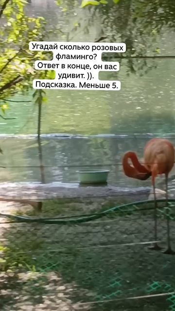 Сколько розовых фламинго в зоопарке Новосибирска. Ответ может удивить. 19-07-2026